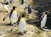 Penguins in Phillip Island to star in live nightly